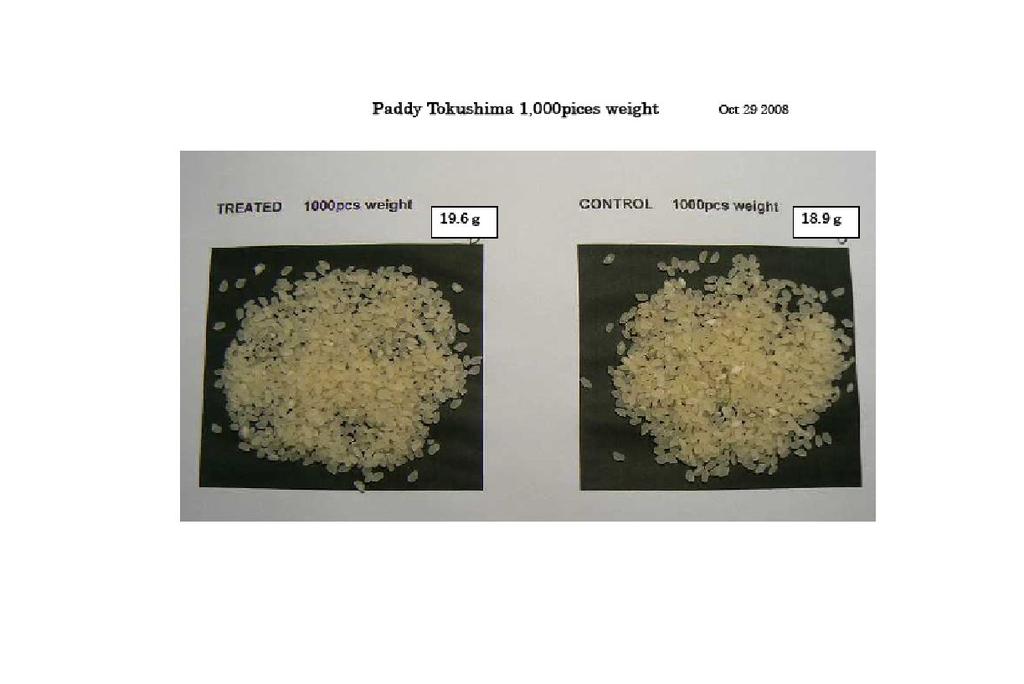 In Japan, one of analysis point of paddy is to measure each 1,000 pieces weight. Treated rice is heavier (3.7%) than control. Treated:19.6g vs :18.