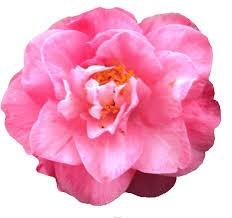 Photography Categories: Single Camellia Camellias Used in Landscaping Camellias with Child or Pet Camellia Society of Modesto Executive Board 2014-15 Marvin Bort-President 209-537-9945 Cindy Cook-VP
