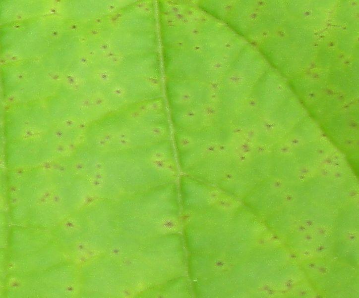 Once Downy mildew becomes established it can spread very rapidly. With favorable environmental conditions Downy mildew can produce a new generation every 4 to 5 days.