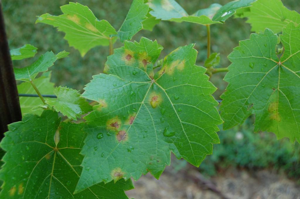 4 Downy mildew lesions on top of a La Crescent leaf (image on the left).