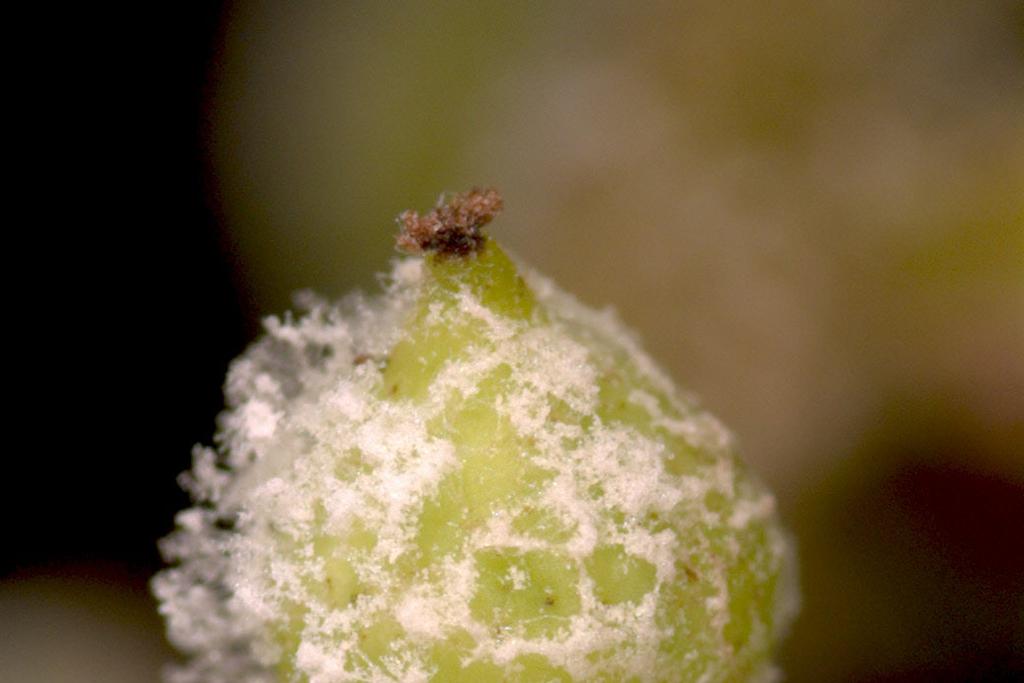 Usually the first indicator of berry infection is the production of sporangia on the surface of the berry under high