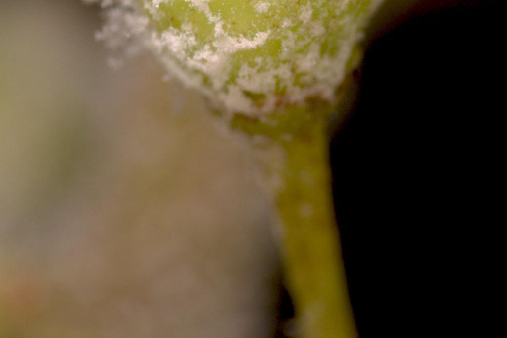 Lesions on infected shoots and rachises appear sunken and water-soaked, producing sporangia (sporulation) under humid