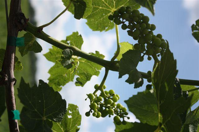 9 Development of wine grapes
