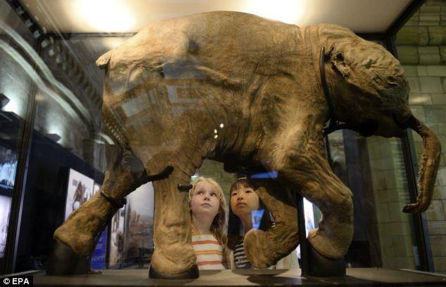 The tragic tale of Lyuba: Clogged windpipe reveals baby mammoth choked to death in a mud hole 42,000 years ago By Sarah Griffiths Published: 06:28 EST, 21 May 2014 Updated: 09:24 EST, 21 May 2014 On