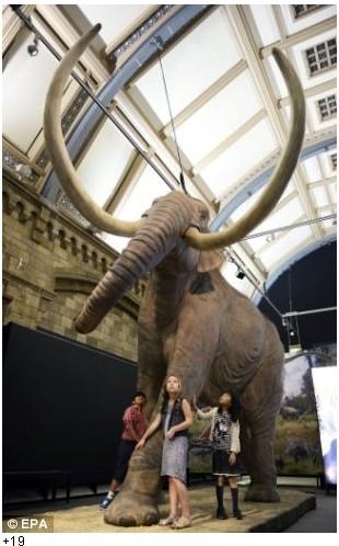 The exhibition, called Mammoths: Ice Age Giant, opens on 23