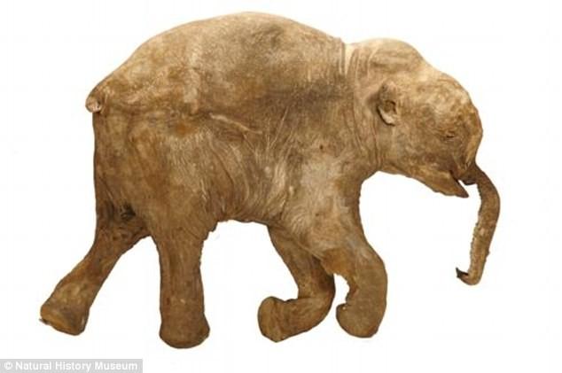 the baby mammoth (pictured) who is housed in a glass case in