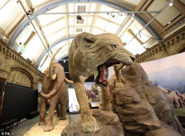 +19 Professor Lister said that ancient humans used mammoths for much more than food and there is a 'lot of evidence of interaction'.