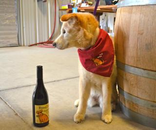 LIFE / PETS / GENERAL PETS Paso Robles: A dog friendly weekend escape May 20, 2013 12:35 AM MST View all 14 photos Toby is the dog behind Ecluse Winery's Blind Dog Wines where a percentage of the