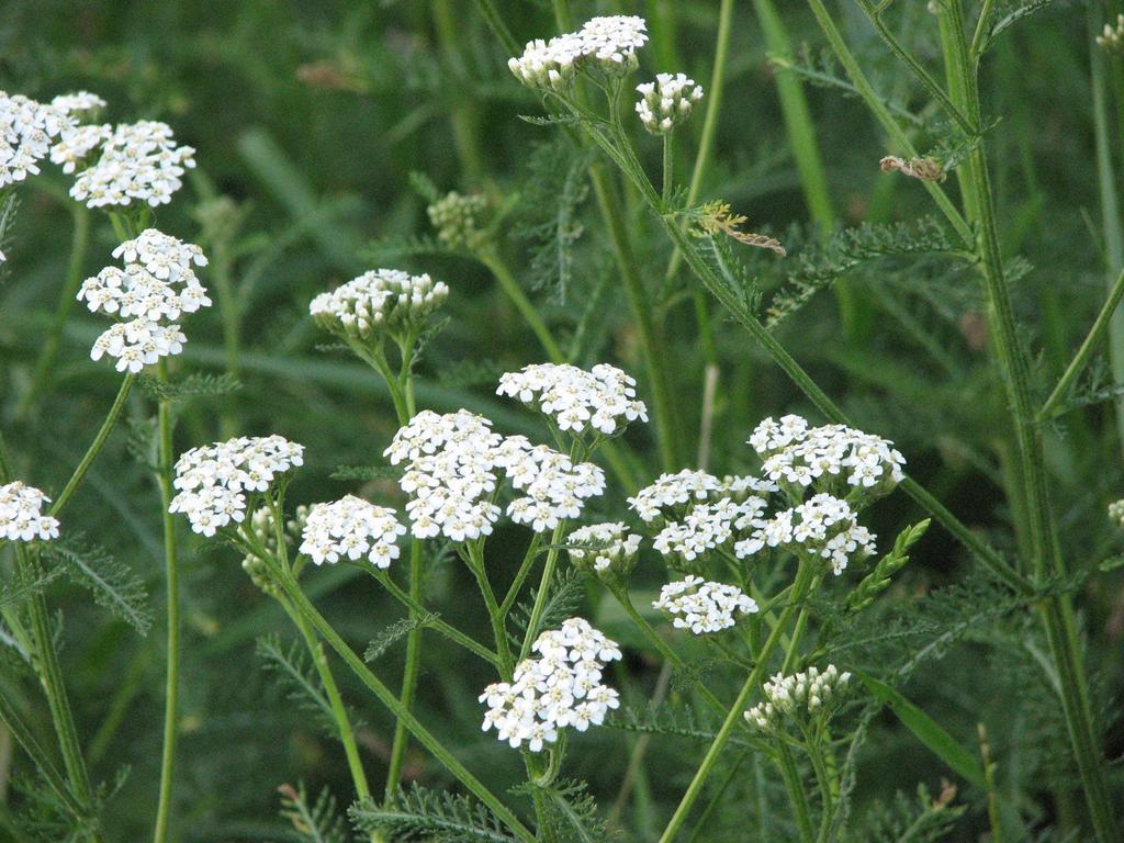 Yarrow has a good reputation as an anti-inflammatory and antiseptic and is widely used in herbal medicine.