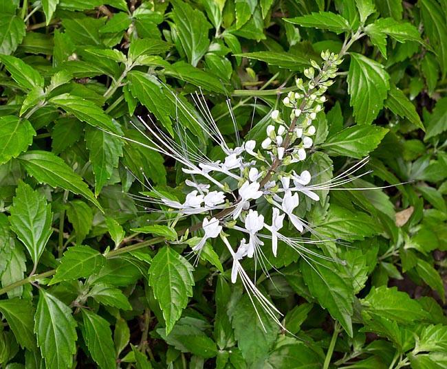 Example of medicinal plants Cat's whiskers (Orthosiphon aristatus) To stimulate urination; To treat diabetes, jaundice