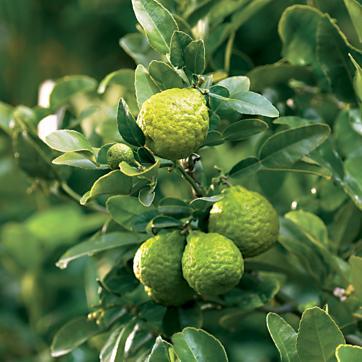 Kaffir lime (Citrus hystrix) Example of