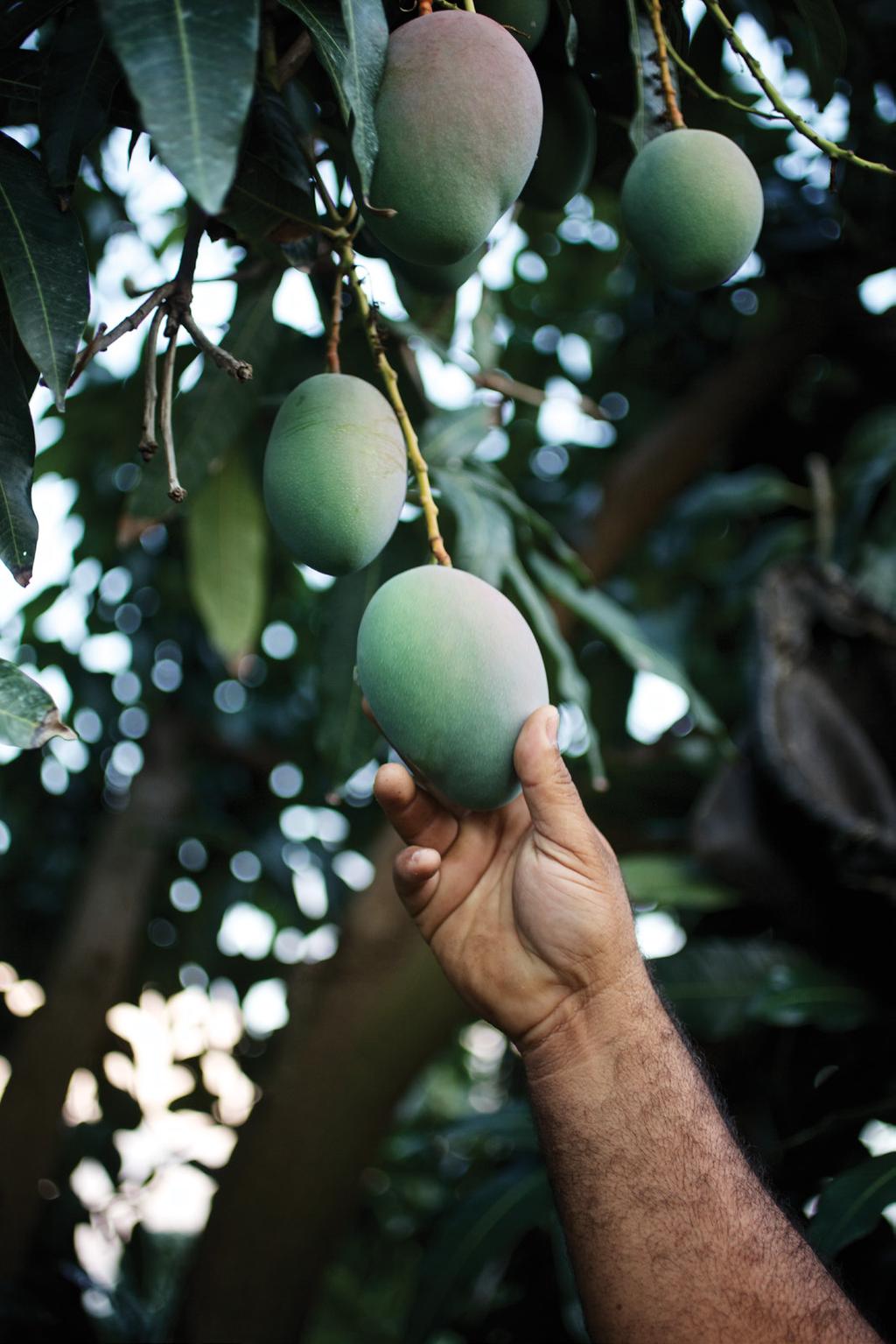 Share. Mango. Love. The passion and craft of growing and harvesting mangos At what point does a fruit become a cultural icon?