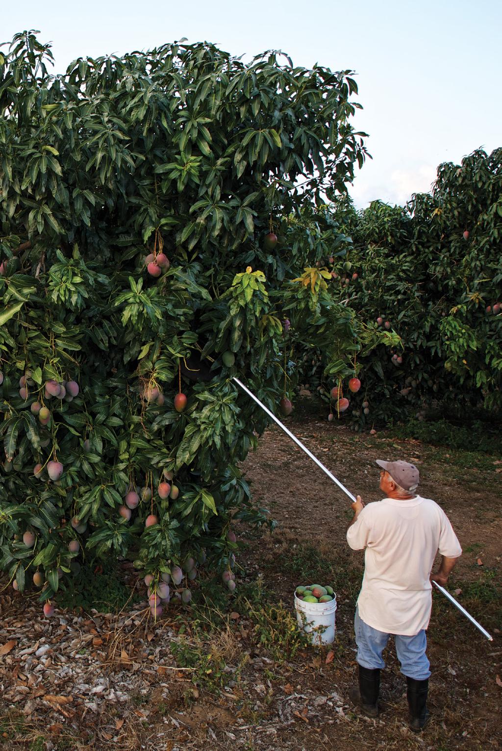 Mangos, Harvested Year Round Although Puerto Rico s back yard trees may adhere to the standard April through August harvest season, Martex Farms harvests mangos year-round thanks to innovative