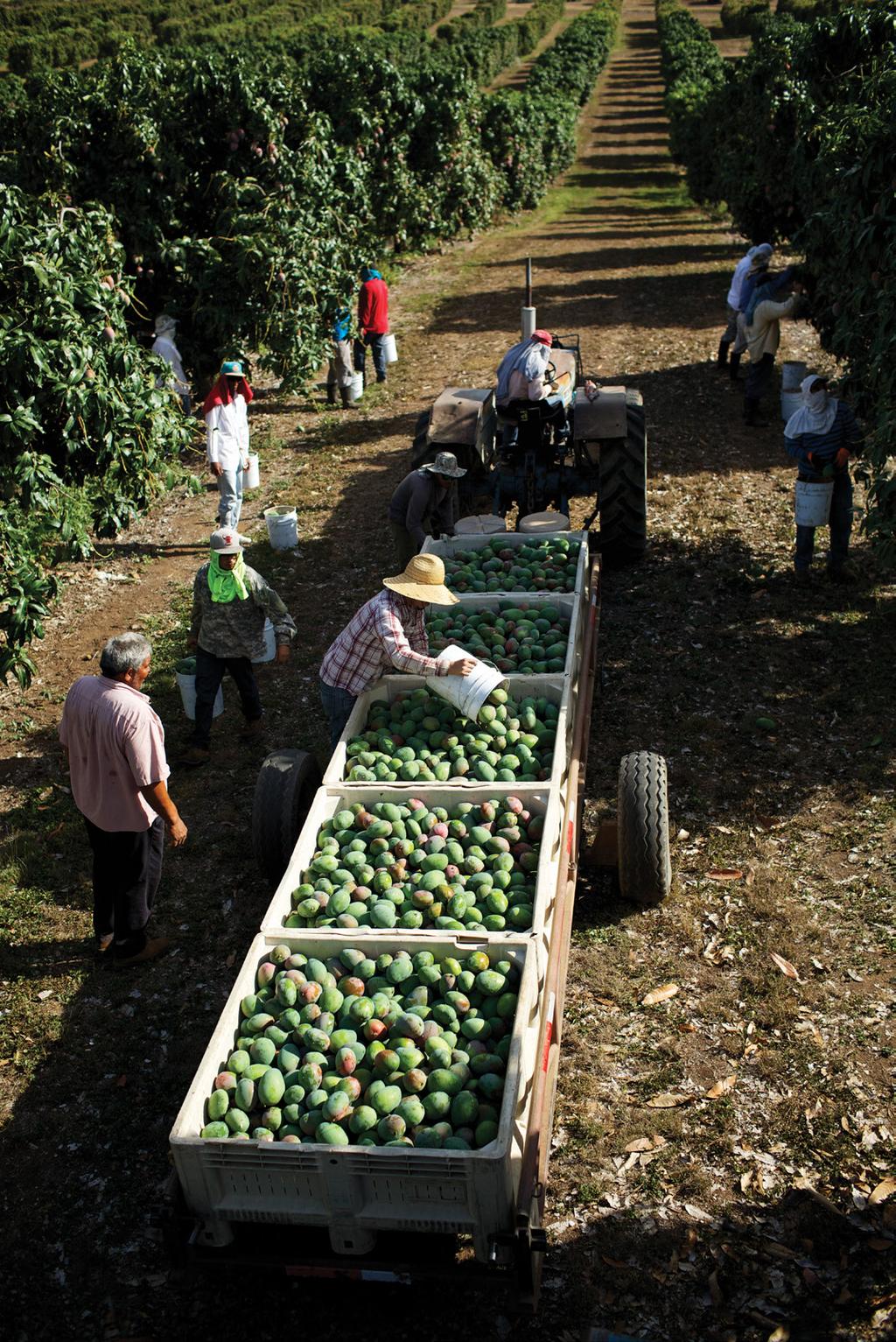 From Tree to Table At sunrise, a team of workers begins harvesting mangos, handpicking the fruit into buckets and then filling large crates pulled behind farm tractors.