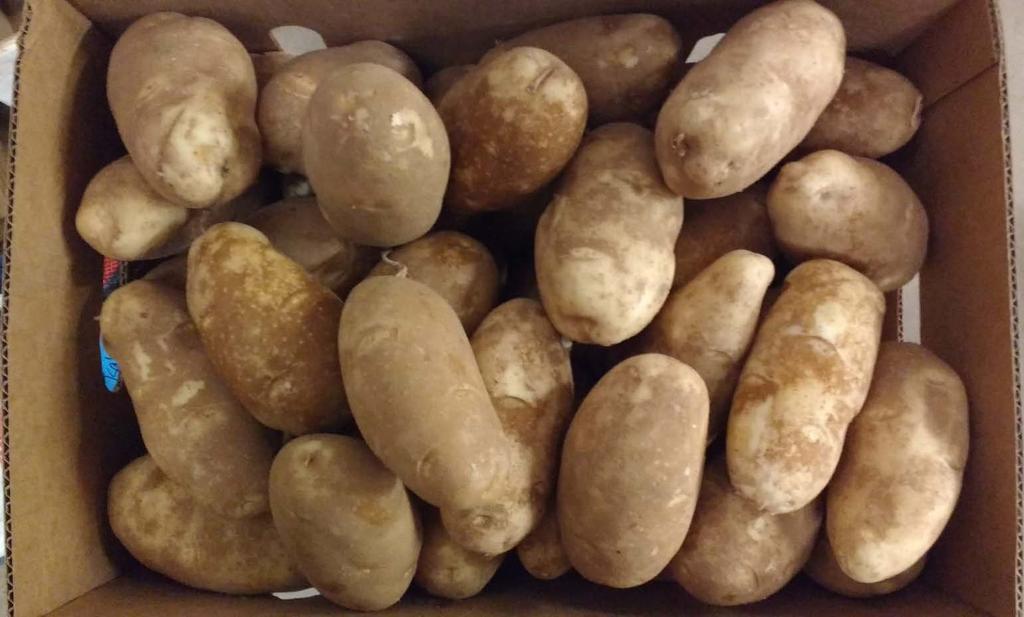 Texas Potato Breeding Report 2018 The Texas A&M AgriLife Research Department of Horticultural Sciences