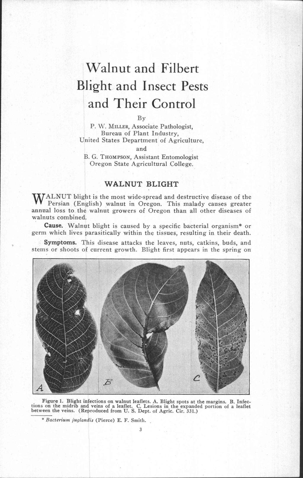 Walnut and Filbert Blight and Insect Pests and Their Control By P. W. MILLER, Associate Pathologist, Bureau of Plant Industry, United States Department of Agriculture, and B. G.