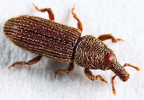fungus was recovered from three weevils Suggests a very casual