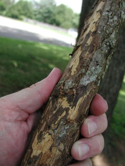 MANAGEMENT OF THOUSAND CANKERS DISEASE