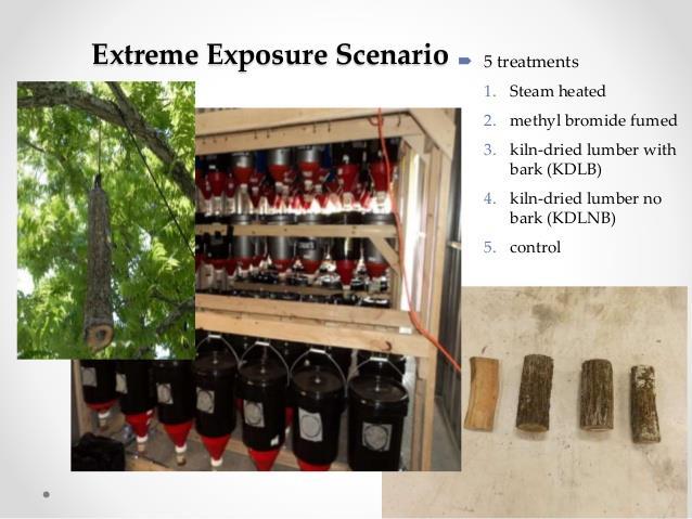 MANAGEMENT OF THOUSAND CANKERS DISEASE Heavy reliance on fumigation with methyl bromide Wood penetration is a