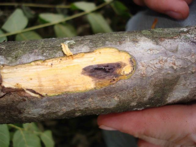 CANKERS ASSOCIATED WITH THOUSAND CANKERS DISEASE Primary cankers caused by Geosmithia spp.