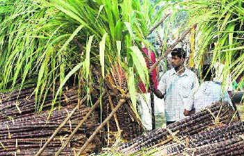 Indian Scenario India to depend on inventory in season 05-06 Sugar production is expected to grow by 36% to 17.4mn tones in season 05-06, It will still fall short of our consumption estimates.