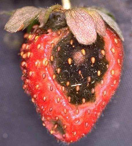 This rot affects ripe fruit in the field as well as post harvest. Lesions are irregular in shape and slightly sunken.