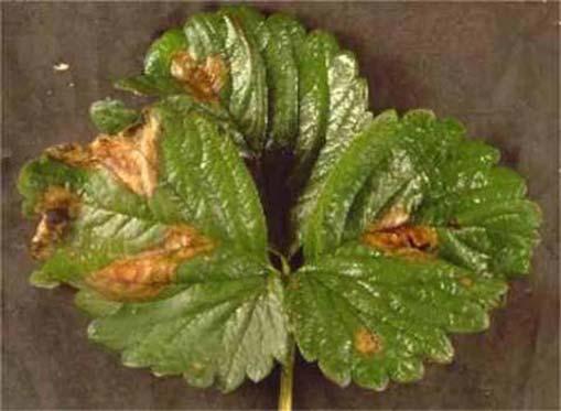 2006 Florida Plant Disease Guide: Strawberry 10 Cultural: Disease-free transplants should be used.
