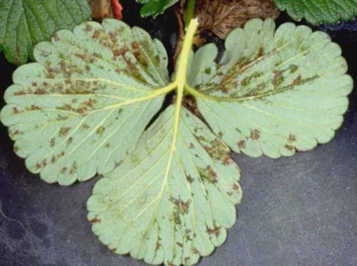 2006 Florida Plant Disease Guide: Strawberry 2 leaves, these lesions ooze sticky droplets of bacteria.