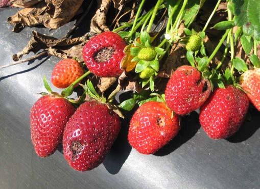2006 Florida Plant Disease Guide: Strawberry 3 Figure 3. Anthracnose Fruit Rot. Botrytis fruit rot occurs in the field and after harvest.