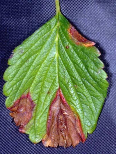 2006 Florida Plant Disease Guide: Strawberry 6 diseases. Isolation in laboratory is necessary for proper identification.