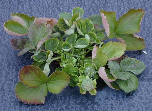 2006 Florida Plant Disease Guide: Strawberry 7 Cultural: Transplants should be obtained from northern Canada or the western United States since leaf blight typically occurs on transplants propagated