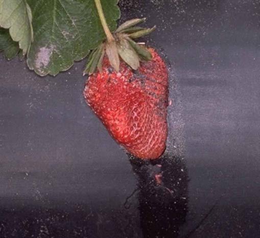 2006 Florida Plant Disease Guide: Strawberry 9 Figure 10. Rhizopus rot or leak. Cultural: Fruit should be handled carefully to avoid bruising.