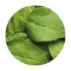 SUGAR SNAP PEAS & SNOW PEAS Supply is tight, quality is good, and demand should be increasing. BABY SPINACH Supply and quality are good. BUNCHED SPINACH Quality and supply are good.