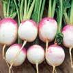 Type Description Common Example Qality Criteria Uses Radish Smooth and firm white color. Shold be crisp and not drying and trning easily when held.