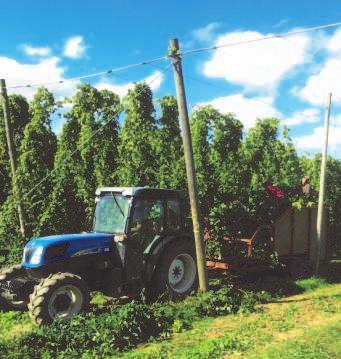 The varieties of hops waiting to be harvested included Jester, Ernest, Goldings and Target.