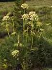 It flowers in mid summer and grows to be 24-48 tall. Attracts bees, butterflies and birds.