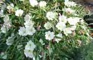 Oenothera caespitosa ssp. marginata Large white evening primrose A short-lived perennial.