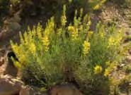 Stanleya pinnata Wyethia mollis Desert plume Full sun and well-drained soil. Nice yellow spikes in the spring.