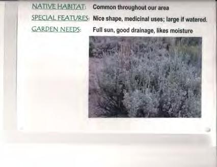 Artemisia tridentata Great Basin Sagebrush An evergray shrub 4 feet tall and wide.