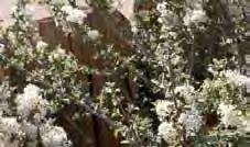 Ceanothus greggi Desert ceanothus A shrub that grows to 6 tall. The clusters of white flowers exude a sweet fragrance.