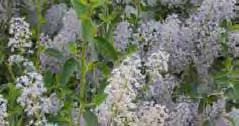 Ceanothus leucodermis Chaparral Whitethorn A shrub that grows 8 ft. tall and 6 ft. wide.