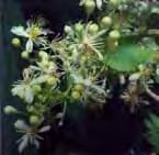 Clematis ligusticifolia Virgin s bower Likes full sun and regular water.