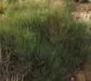 Ephedra viridis Green ephedra A beautiful bush with a strong vertical evergreen presence.