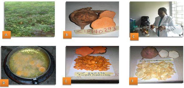Int. J. Biotechnol. Food Sci. / Omodamiro et al. 99 Table 1. Results of the chemical properties of the different sweet potato genotypes.