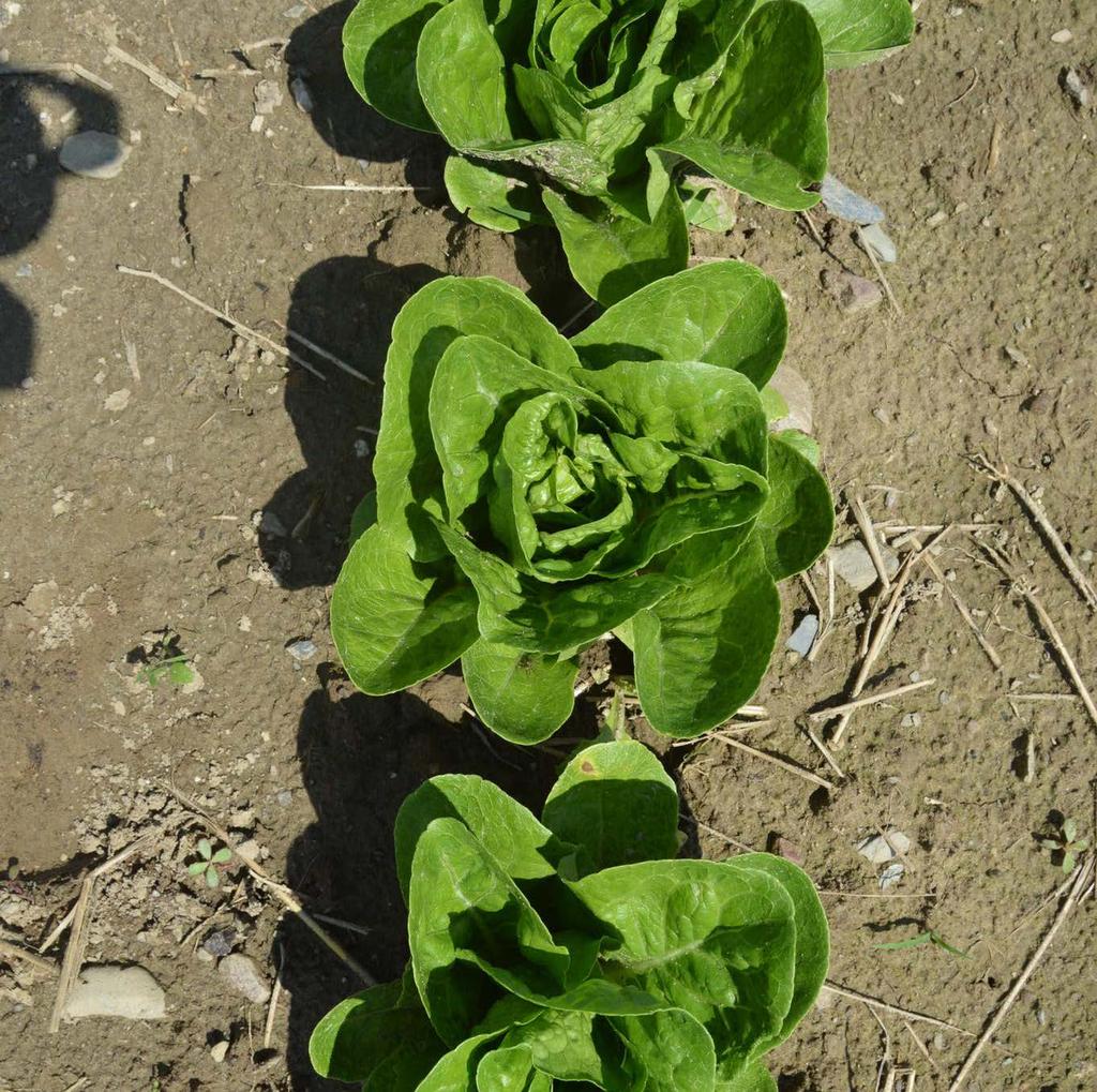Romaine type Small size Dragoon First planting had average disease pressure, second was disease free Taste was