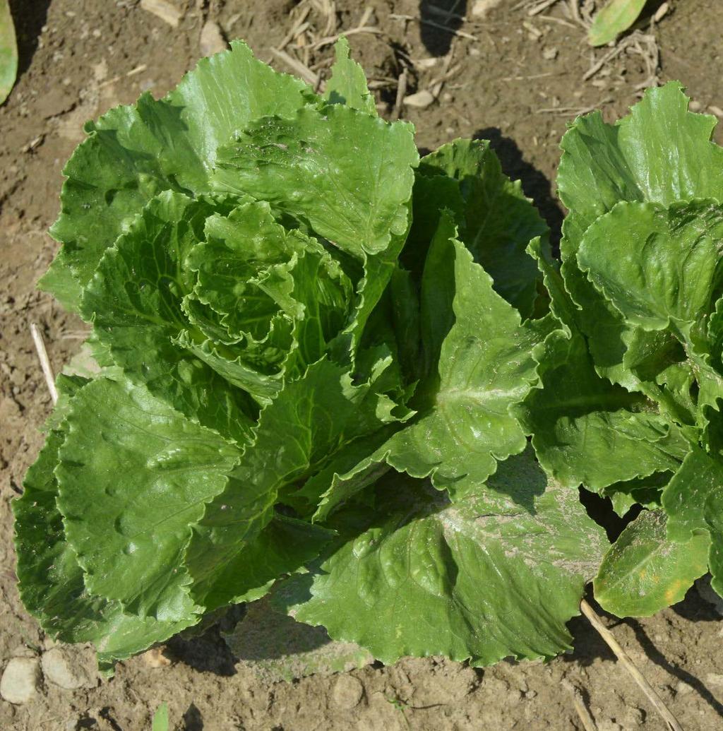 Romaine type Small size Fenberg Light disease pressure present but consistent across both