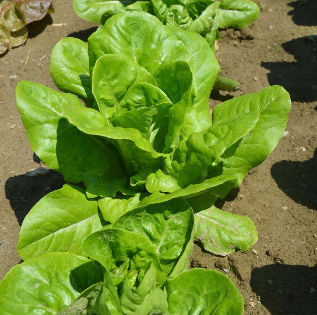 Romaine type Small size Little Gem First planting had high disease pressure,