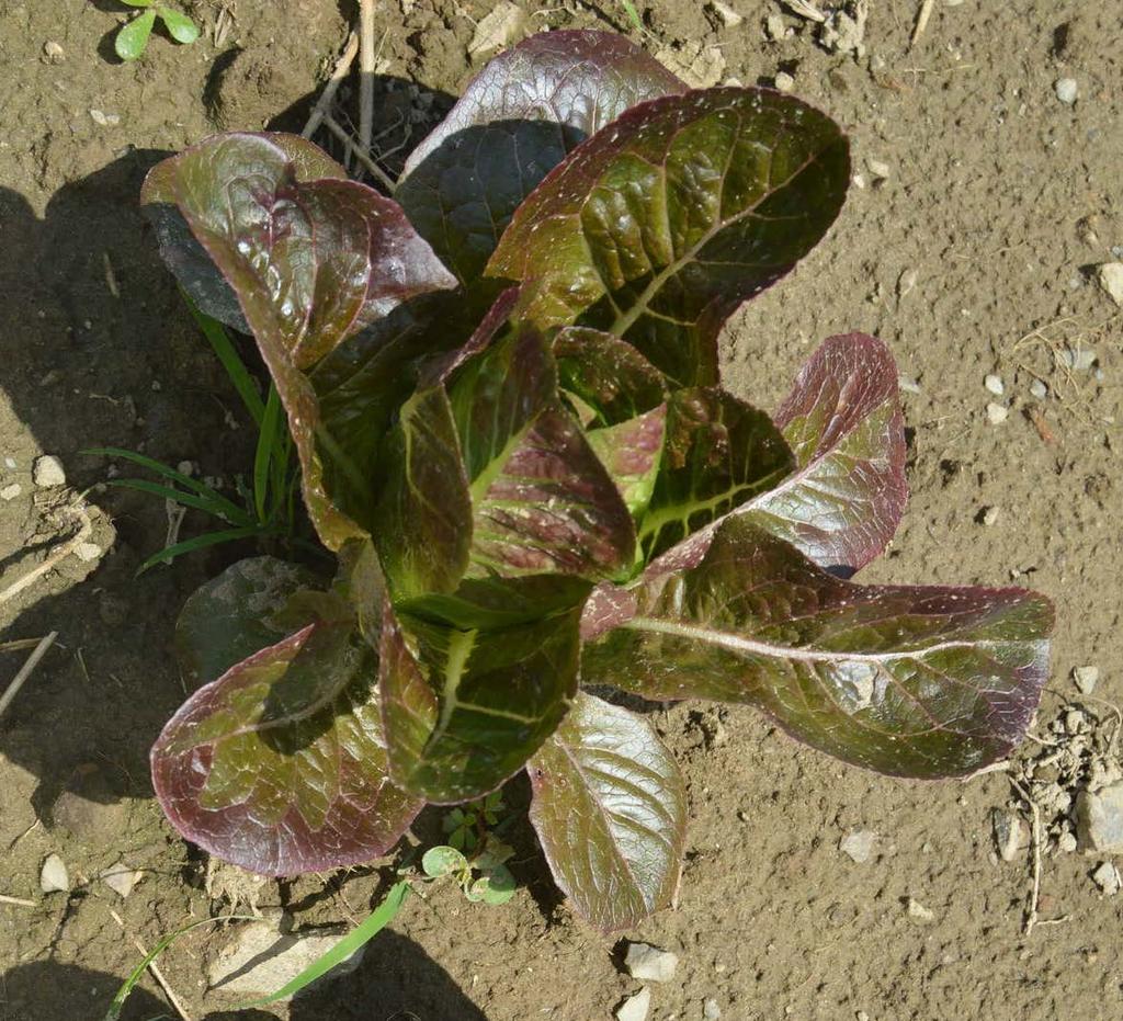 Breen Red romaine type Small size First planting had average disease pressure, second planting