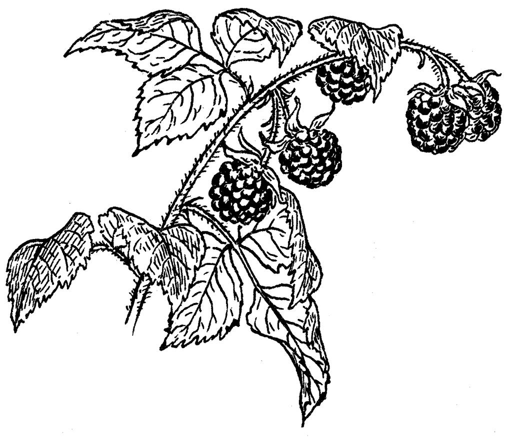 Soft Fruit Including Grapes