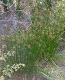 This perennial, grass-like herb has 1- to 2-inch wide leaves, with reddish-brown, strawcolored